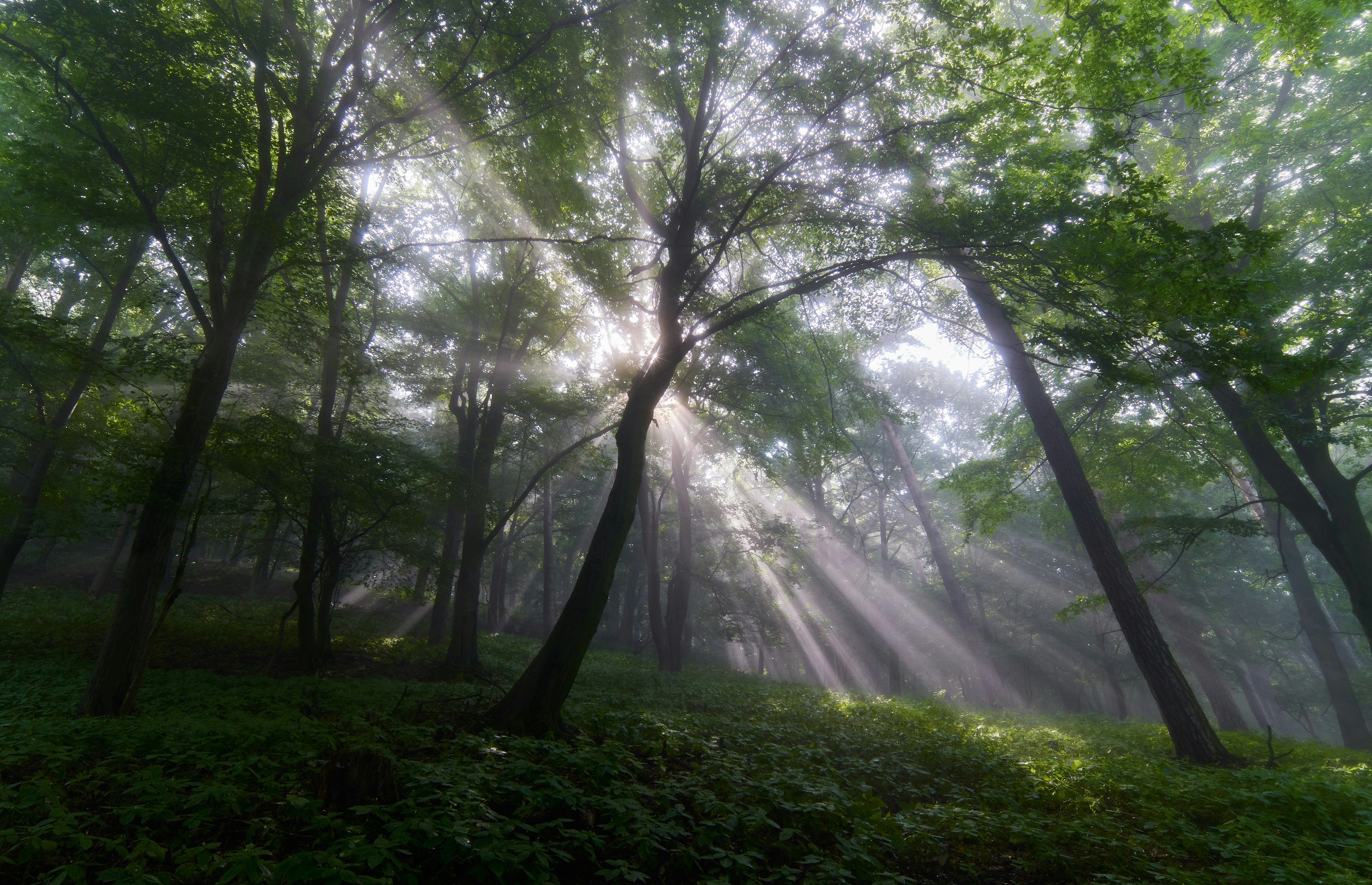 sun rays coming through green trees